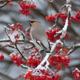 Jeris week 45 12-4090